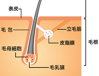 壮年性脱毛症のメカニズム｜リアップヘアケアコンテンツ｜大正製薬